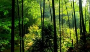 青木川、昭化古城二日游